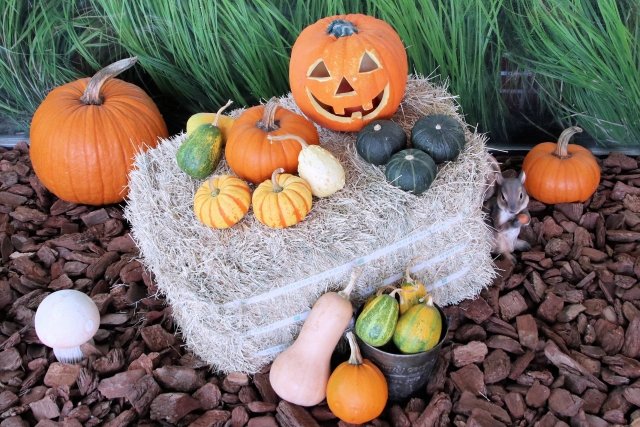 ハローウィーンパーティー!!!